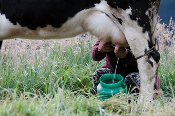 Person milks the cow in the morning to receive hot milk in the field, with the smell of earth and...