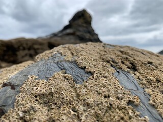 Sea Rocks with barnacles 