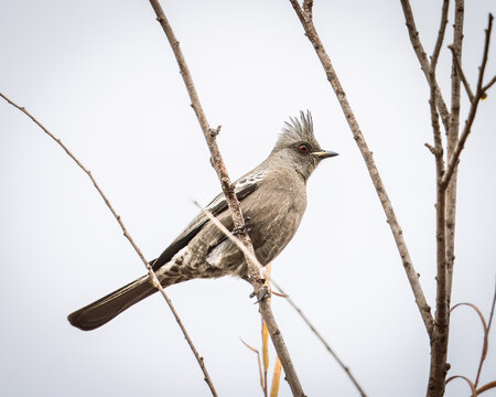 Close up of a female Phainopepla perched in a tree near Fresno, California.