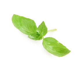 Fresh green basil on white background