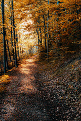 Fototapeta premium Footpath in autumn forest nature scene