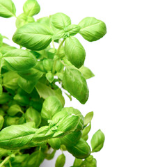 Fresh green basil on grey background