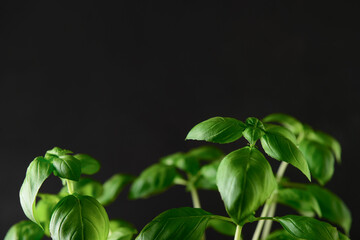 Fresh green basil on black background