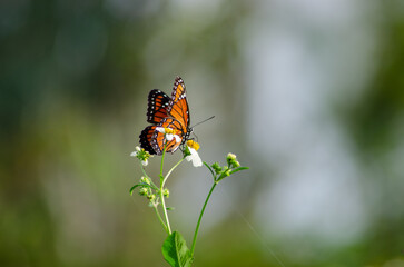 Viceroy Butterfly at Nature Preserve