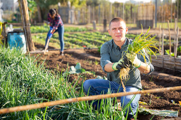 Successful amateur gardener engaged in cultivation of organic vegetables, harvesting green onions...