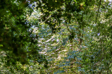 Green leaves background
