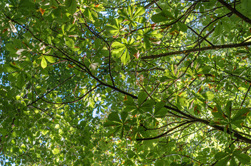 Green leaves background