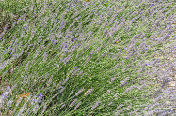 Blooming lavender flowers