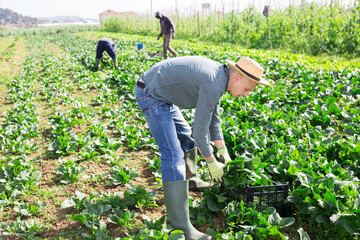Focused young adult male farmer working in a farm field, harvesting spinach on a sunny spring day