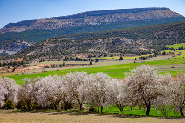 Castilla landscape with blooming almond trees