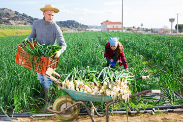 Farm couple working on green onions plantation, picking ripe organic vegetables..
