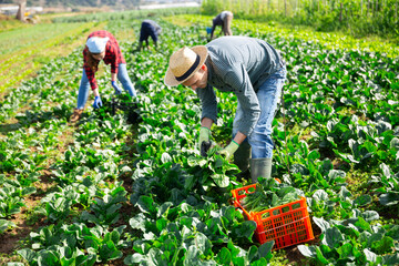 Focused farm worker hand harvesting organic spinach crop on vegetable plantation on spring day