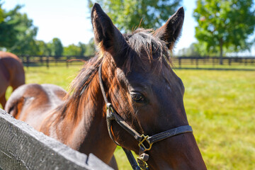 Thoroughbred pony standing next to fence