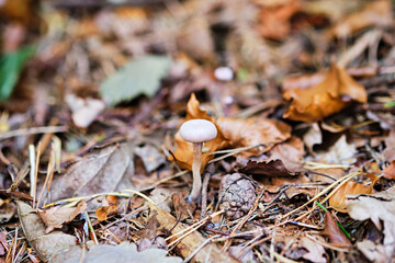 Mushroom in autumn forest foliage, close up, selective focus