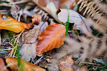 Brown dry autumn leaf, close up macro
