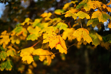 Golden autumn foliage on trees, selective focus