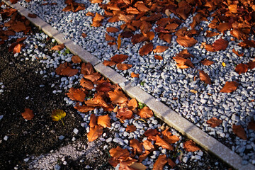 Autumn leaves or foliage on concrete sidewalk or pavement, selective focus