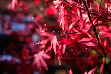 Red maple leaves background, selective focus