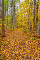 Yellow Carpet on a Forest Trail