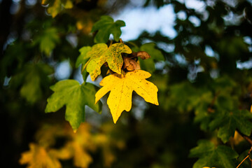 Golden autumn foliage on trees, selective focus