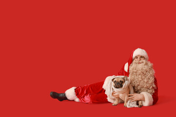 Santa Claus and French bulldog with scarf on red background