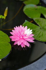 Beautiful pink and white water lily. Lotus water plant in a pot © Bowonpat