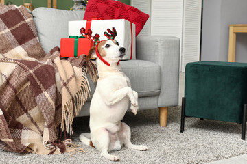 Cute Jack Russell Terrier dog in reindeer horns and Christmas gift boxes at home