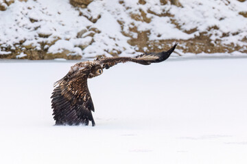 Sea eagle in flight. White-tailed eagle, Haliaeetus albicilla, flying over frozen lake with widely...