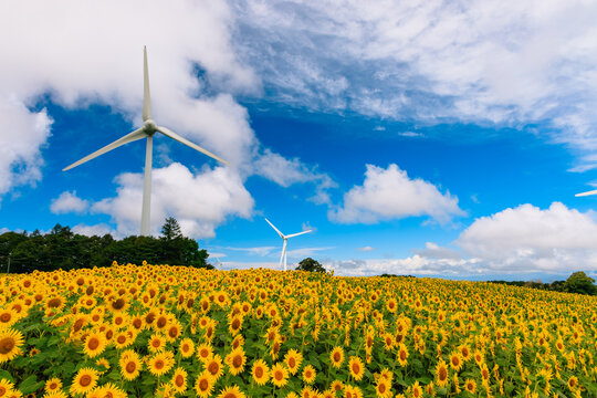 福島県布引高原の風車とひまわり畑
