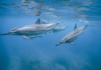 Naklejka premium Wild Spinner Dolphins swimming in Beautiful Water in Hawaii 