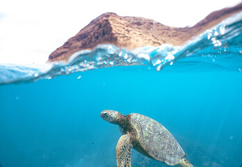 Naklejka premium Snorkeling with Wild Hawaiian Green Sea Turtles in Hawaii 