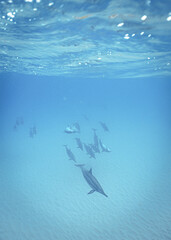 Wild Spinner Dolphins swimming in Beautiful Water in Hawaii 