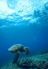 Fototapeta premium Snorkeling with Wild Hawaiian Green Sea Turtles in Hawaii 