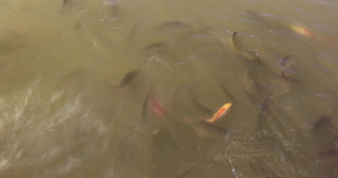 different types of fish in dirty swamp water during feeding, a large number of hungry fish that are fed bread