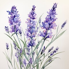 lavender flowers isolated on white background