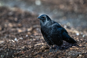 2023-11-20 BLACK CROW ON THE GROUND WITH NICE EYES AT THE UNION BAY NATURE RESERVE WITH A BLURRY BACKGROUND IN SEATTLE WASHINGTON