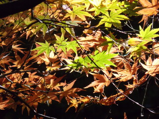 Autumn leaves