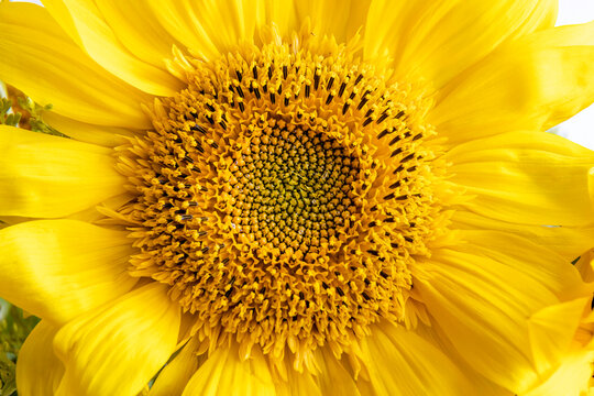 Close-up of the middle of a sunflower flower.