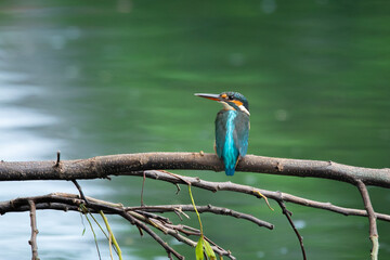 common kingfisher alcedo atthis perching on a fallen tree over a lake, natural bokeh background