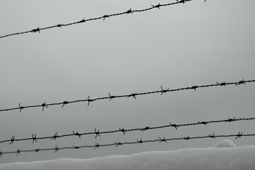 barbed wire, in the photo there is metal barbed wire against the background of a gray sky