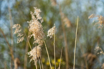 green summer background, photo shows meadow flowers and green grass