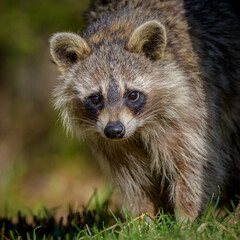 Close-up of Raccoon looking at camera in sunlight