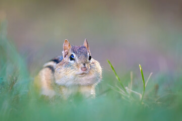 Eastern Chipmunk in grass with stuffed cheeks