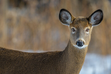 White-tailed Deer side-on looking at camera