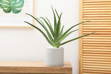 Beautiful potted aloe vera plant on chest of drawers indoors