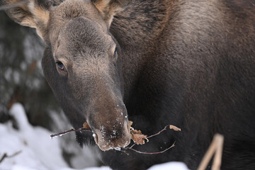 A young Alaska moose forages for food in the snowy forest.