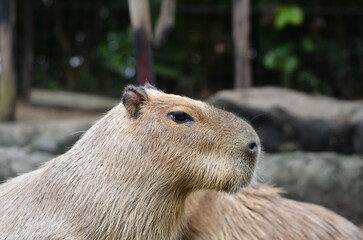 カピバラの横顔