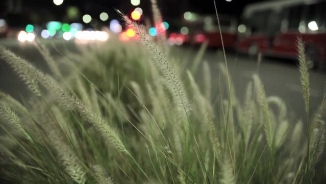 Field of grass