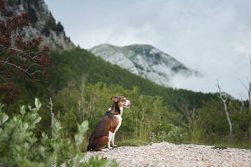 A poised dog surveys the lush mountain landscape, exemplifying a spirit of adventure. Pet is...