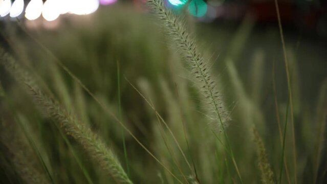 Pastos de pradera arrastrados por el viento